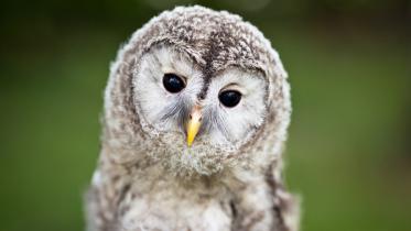 Pop-up owl cafe