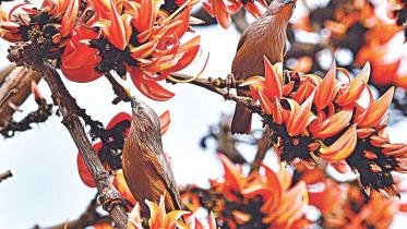 Palash tree