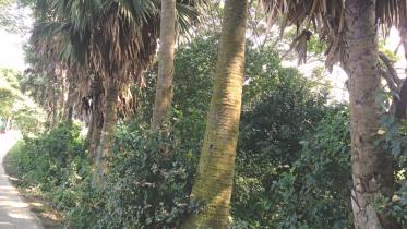 palm trees.jpg
