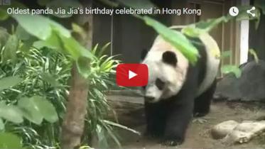 panda 2 new.jpg