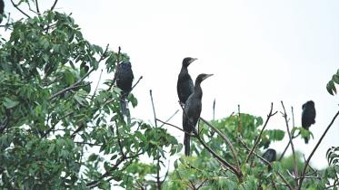 Pankouri flock in Sirajganj