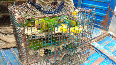 Parakeets.jpg