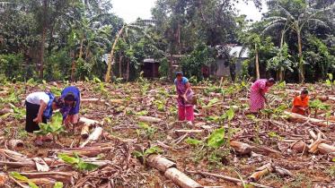 parlour-to-plantation.jpg