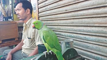 parrot 1.jpg