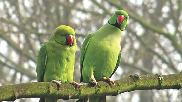 parrot.jpg