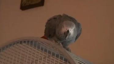 Parrot_Reuters.JPG