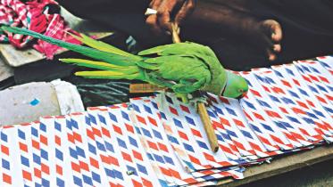 Parroting 1.jpg