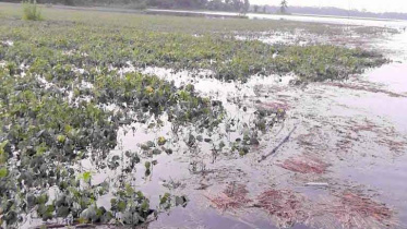 Patuakhali.JPG