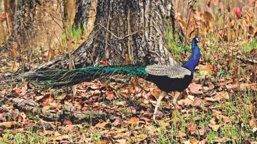 peafowl.jpg
