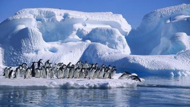 Penguin.jpg