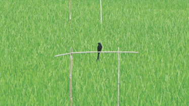 Perching method.jpg