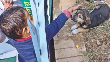 petting_cute_puppies.jpg