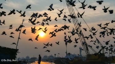 Pigeon-(7).jpg