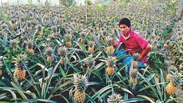 Pineapples
