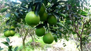 Pirojpur_Malta.Still002.jpg