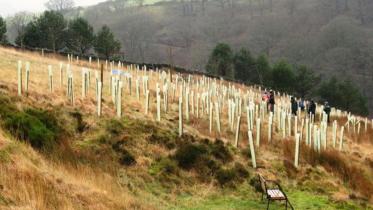 Planting tree.jpg