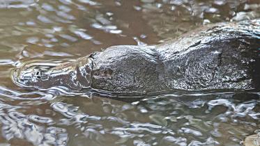 platypus.jpg