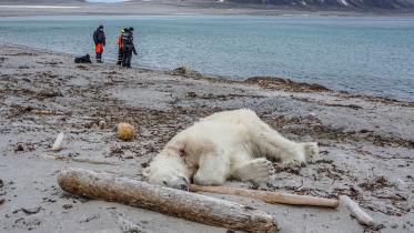 Polar bear