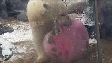 polar-bear.jpg