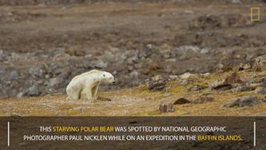 Polar bear