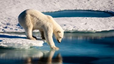 Polar bear.jpg