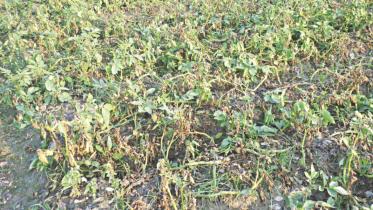 potato field.jpg