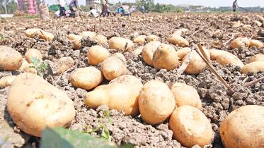Potato price hike in Bangladesh