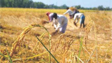 harvest