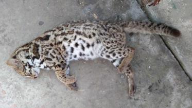 protecting wildlife