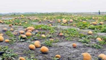 pumkin.jpg