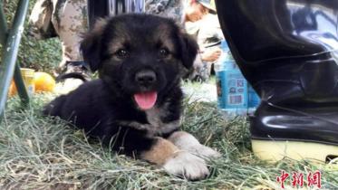 puppy 1.jpg