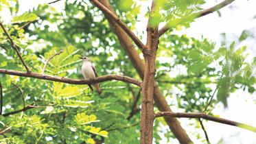 purple-backed 1.jpg
