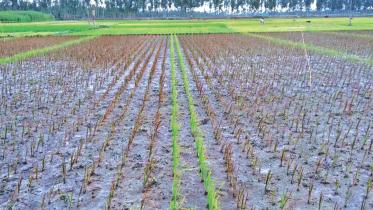 Purple paddy.jpg