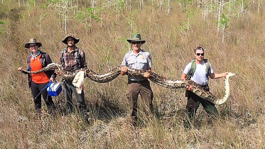 Python-wb.jpg