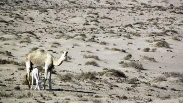 Qatar-AFP-BBC.jpg