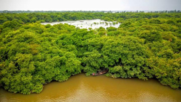 Ratargul1.jpg