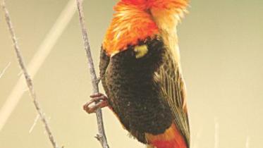 Red bishop.jpg