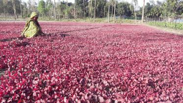 red spinach.jpg