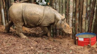 rhino-species.jpg