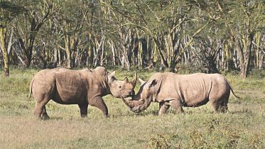 Rhino.jpg