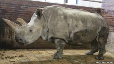 rhino new.jpg