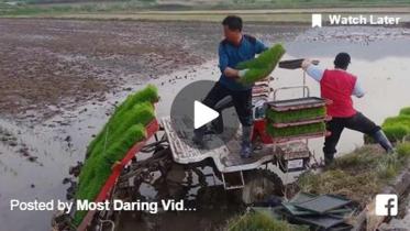 Rice-plantWB.jpg