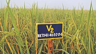 rice plant.jpg