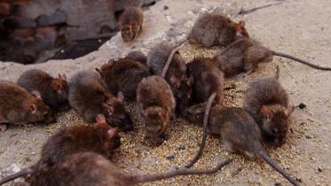 rodent-wb.jpg