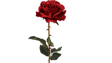 rose.jpg