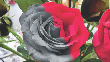 rose