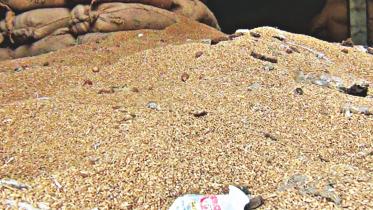 rotten wheat.jpg