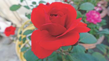 saga of roses 1.jpg