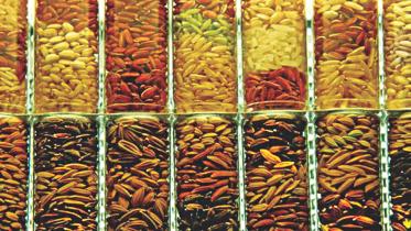 Sample seeds.jpg