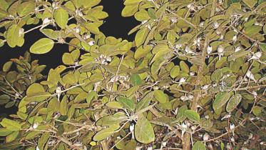 Sparrows hiding in the leaves